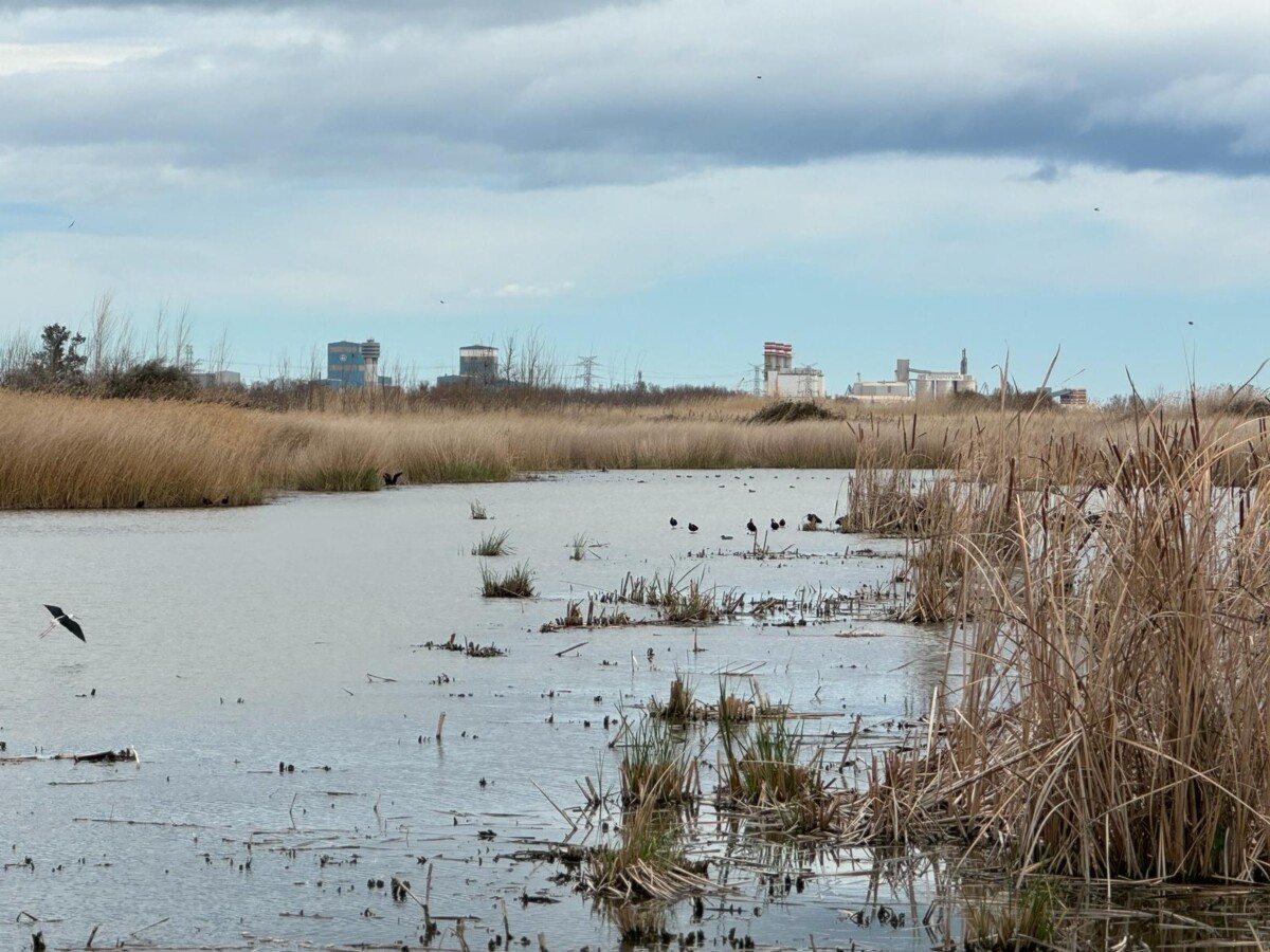 Inauguración del observatorio de aves del Marjal dels Moros